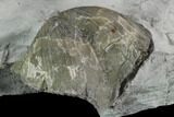 Two Pyrite Replaced Brachiopod (Paraspirifer) Fossils - Ohio #129606-3